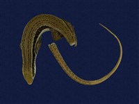 藏品(長尾南蜥)的圖片